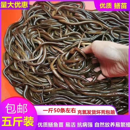 淮安黄鳝苗 正大九号黄鳝 杂交黄鳝苗 抗病毒 生长速度快。