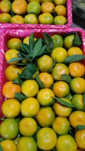 宜昌湖北早熟蜜桔大量上市中产地直发货源充足一手货源量大从优