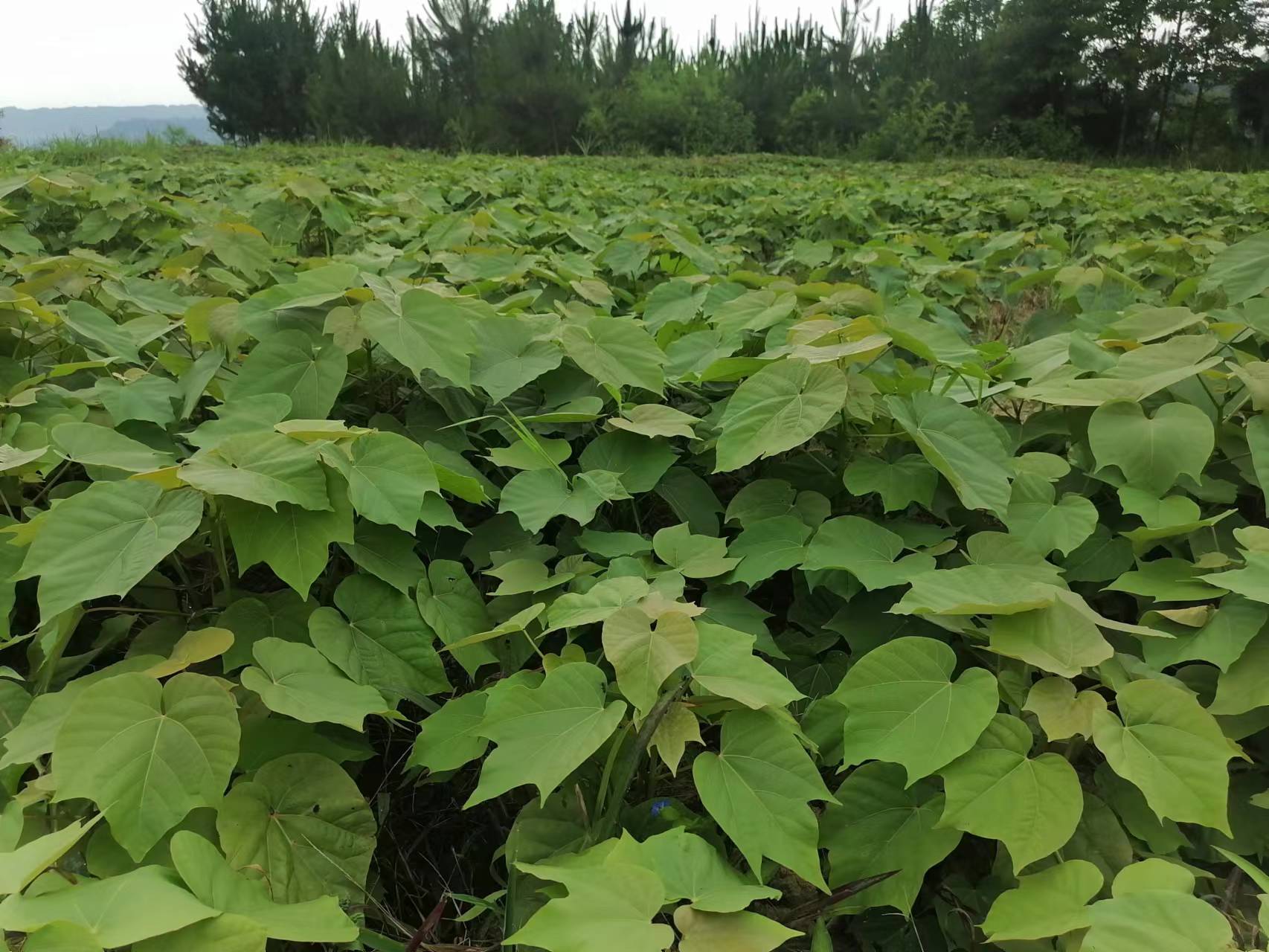 优质三年桐批发，买油桐树苗请选择重庆俊尧专业油桐树苗培育公司