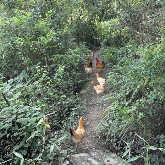 南陵县农家散养土公鸡