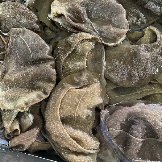 成都大叶片 毛肚大叶片