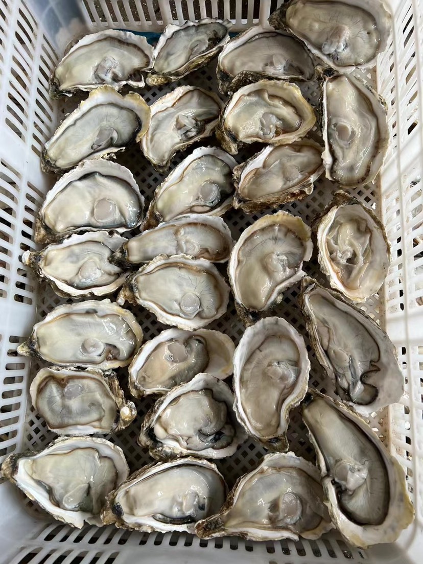 新鲜冷冻半壳生蚝烧烤火锅料理食材原汁生蚝海鲜原浆牡蛎自助食材