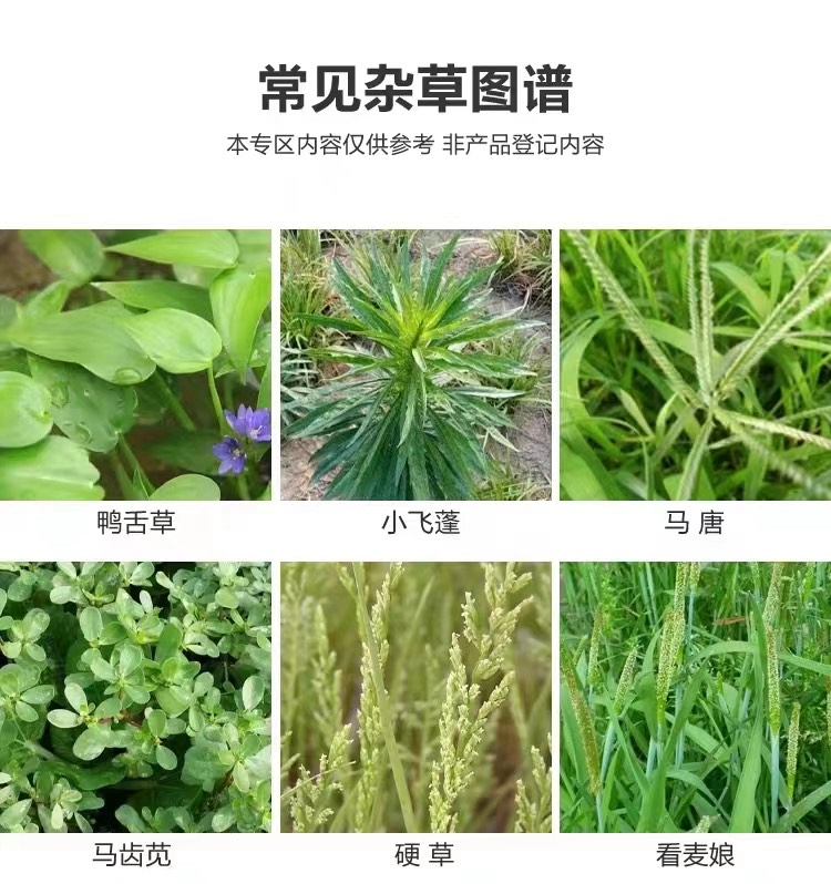 10斤高濃度精草銨膦銨鹽除草劑果園荒地牛筋草小飛蓬專用殺草劑