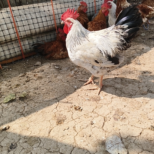 微山县散养公鸡生态圈养肉质鲜美。