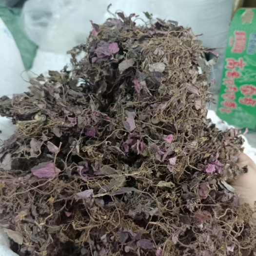 博罗县风巨斗草批发价