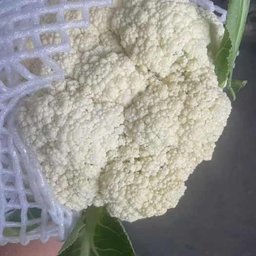 西宁蔬菜