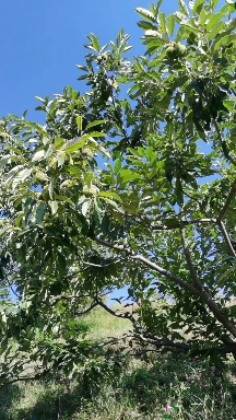 青龙板栗（炒货的标准）