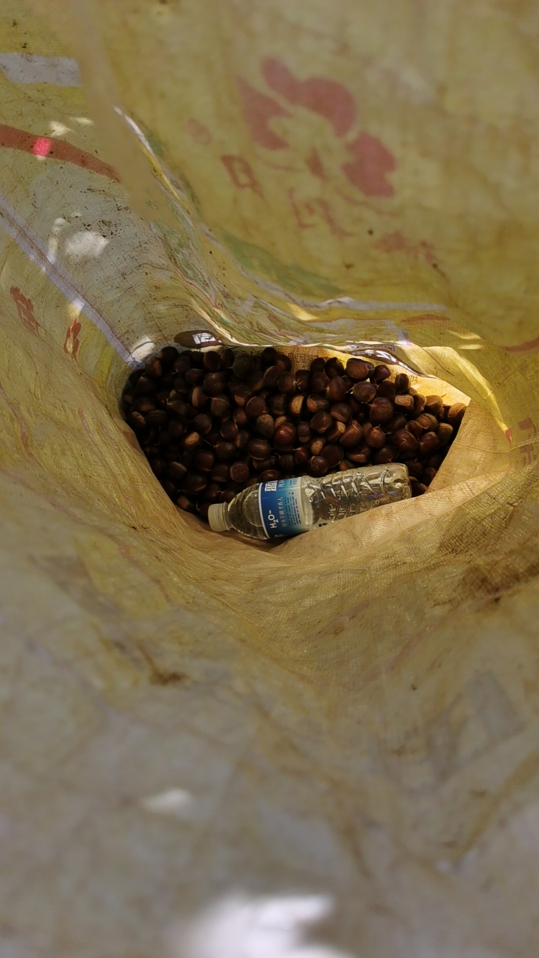 青龙板栗（炒货的标准）