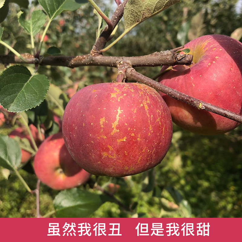 盐源县四川大凉山丑苹果大量发货中，支持一件代发，整车落地配