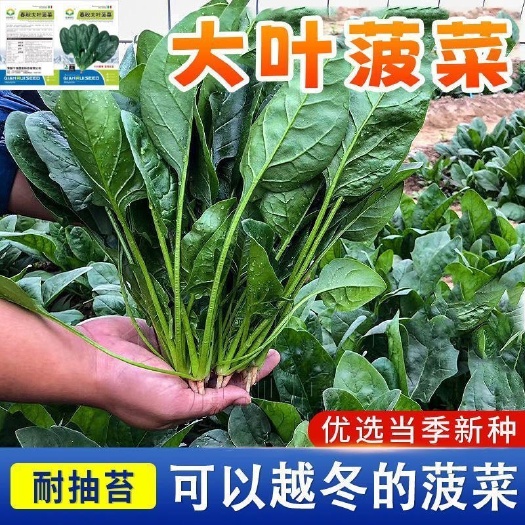 【菜农专用大面积】菠菜种子速生大叶菠菜籽耐热耐寒菠菜种籽
