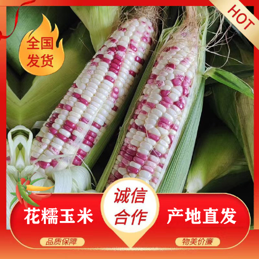 徐闻县糯玉米 花糯玉米 广东甜玉米 长期供应社区电商超市 产地直发