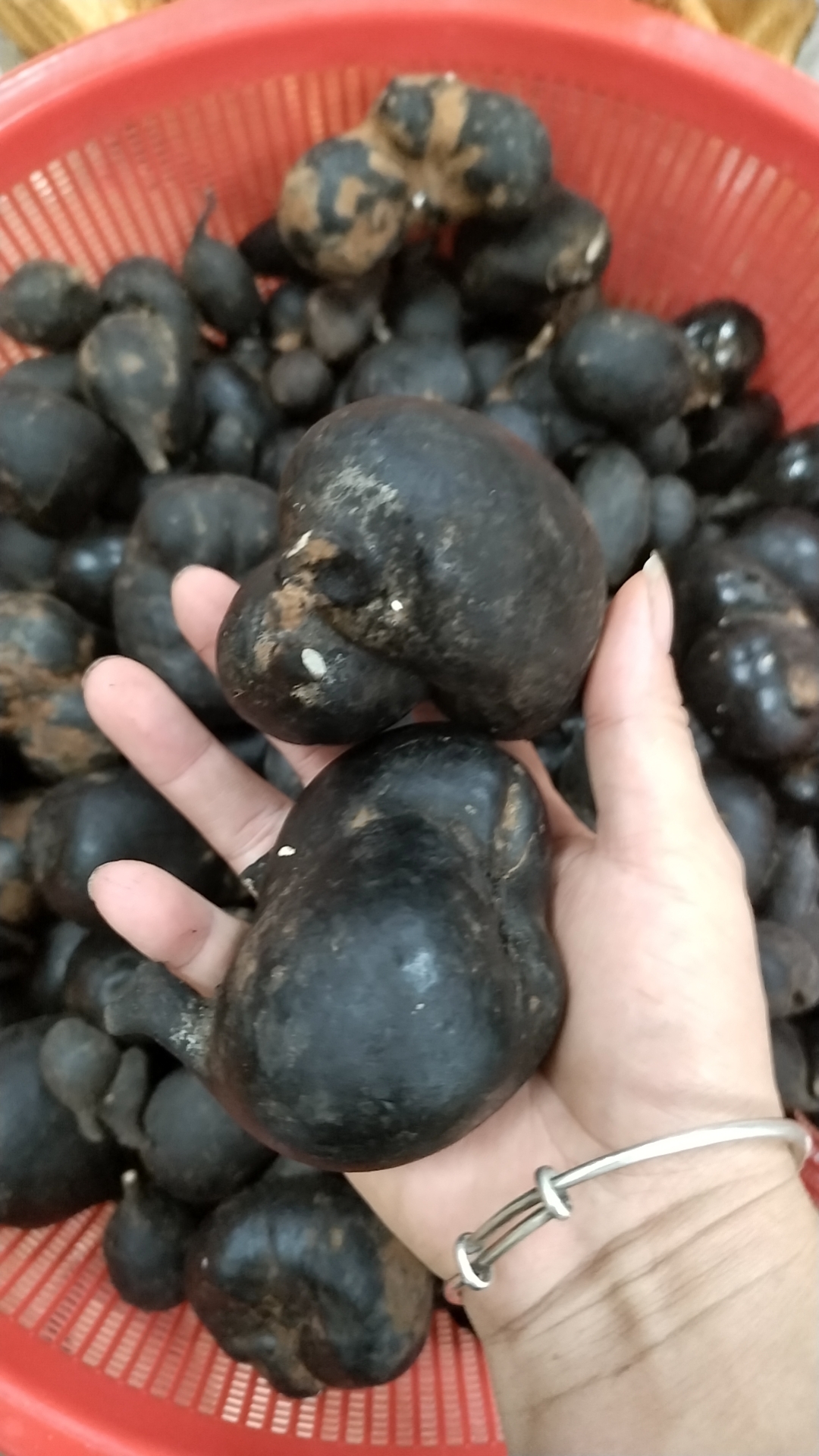 乌灵参鲜品批发