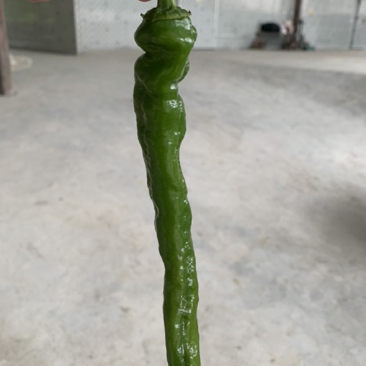 鹤峰县皱皮椒