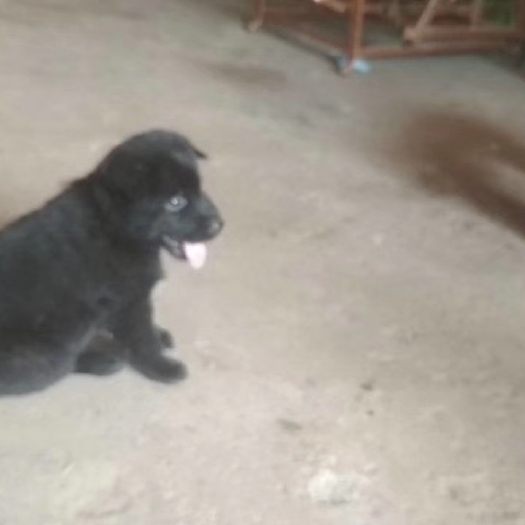 宁都县中华田园犬（狗崽子）