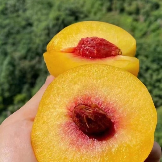 南阳锦绣黄桃苗 芒果味黄桃 大果型耐储存 丰产基地保证品种