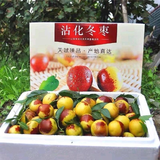 沾化冬枣专业一件代发 对接各大电商平台  直播带货