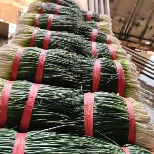 泸西县四季小葱