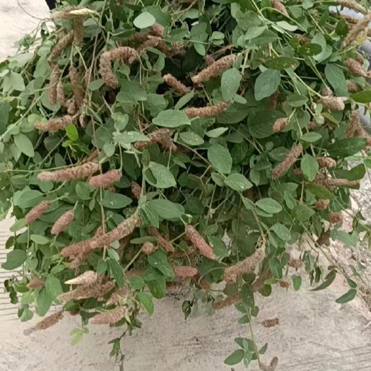 镇宁县狸尾草靓货，足干，扎把，花多，青绿