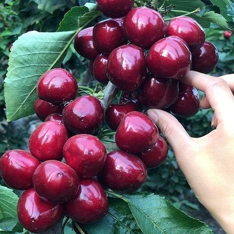 平邑县矮化樱桃树苗俄8黑珍珠布鲁克斯萨米托诚信经营