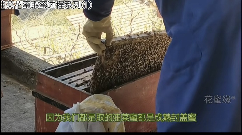 理县自己家的蜂蜜