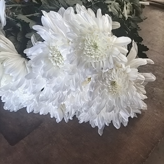 新沂市菊花批发 白菊花批发黄菊花批发 菊花基地直销黄白菊