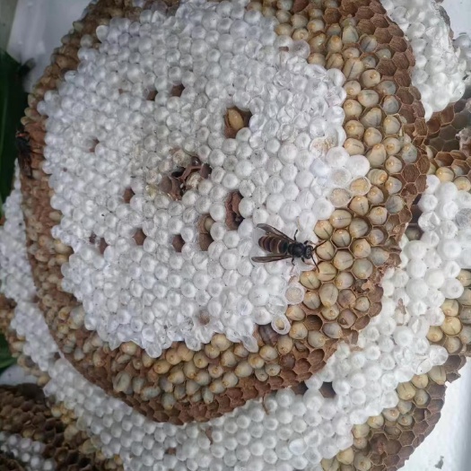 陆丰市蜂窝蜂蛹