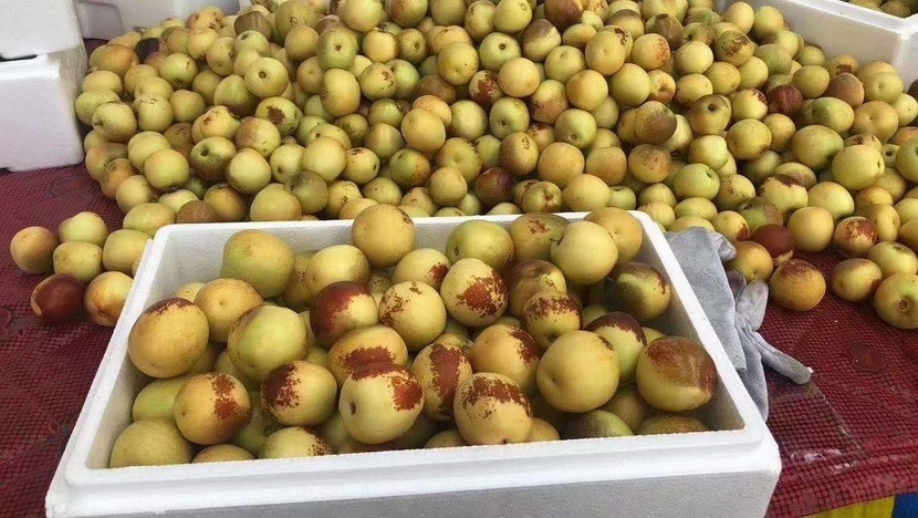 大荔县大荔冬枣脆甜入口即化