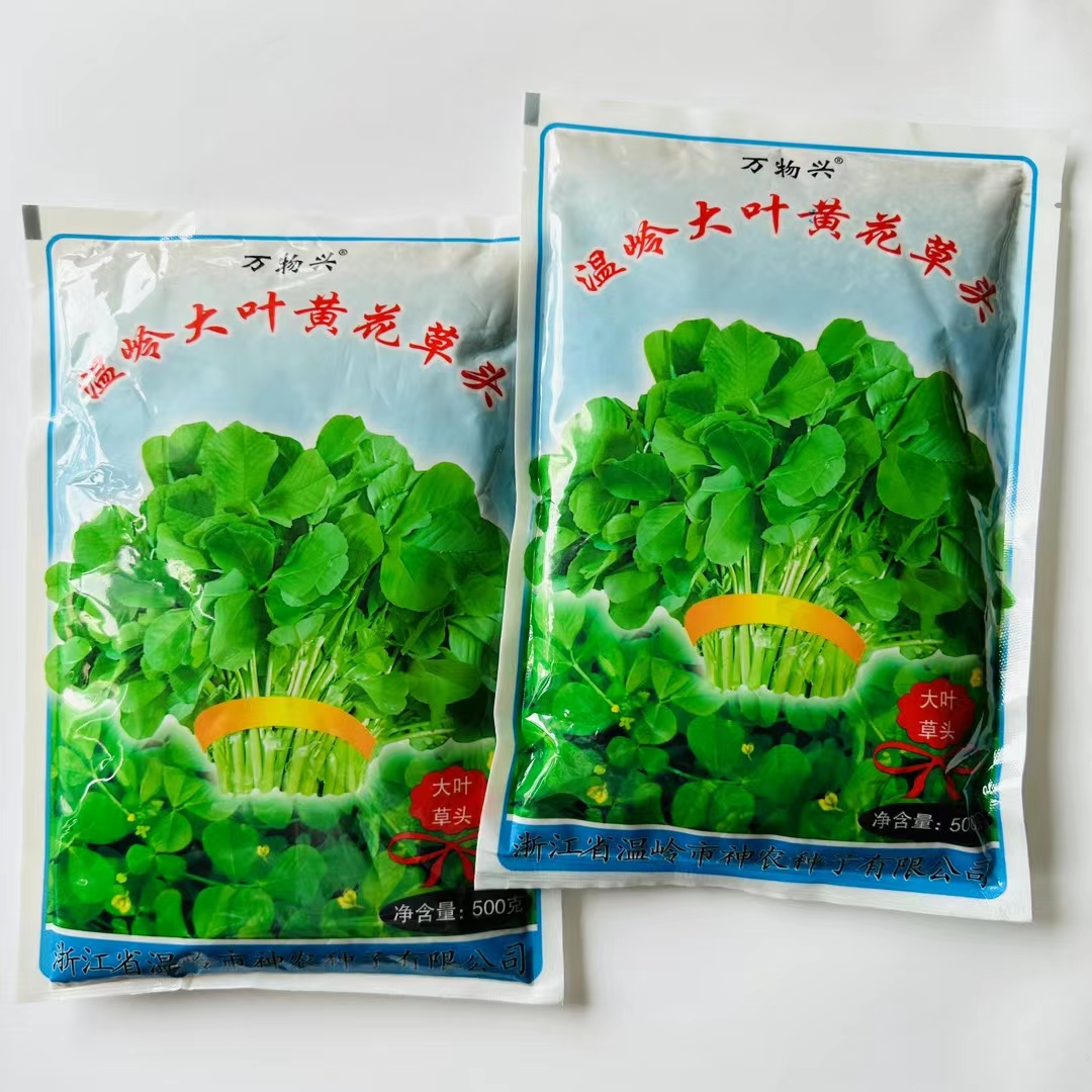 宿迁草头种子金花菜种子四季播种草头菜种子大叶黄花草头菜种子