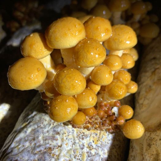 滑子菇菌种