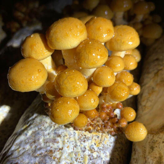 屏南县滑子菇菌种