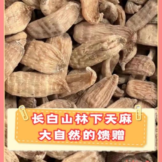 抚松县【长白山天麻】纯本地林下天麻 现货实拍 一件代发包邮