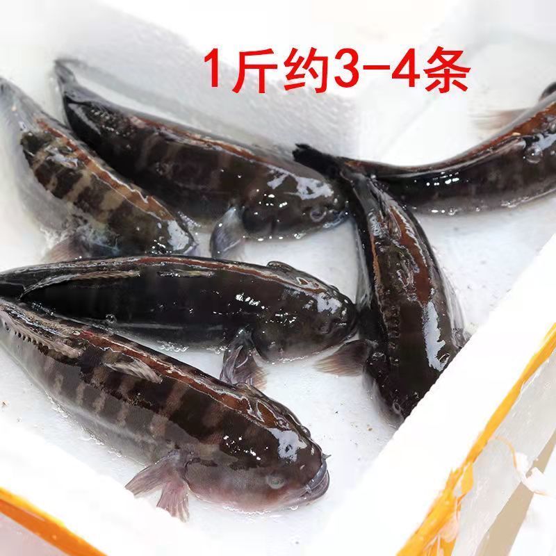厦门鲟虎鱼也叫杜鳗土鱼
