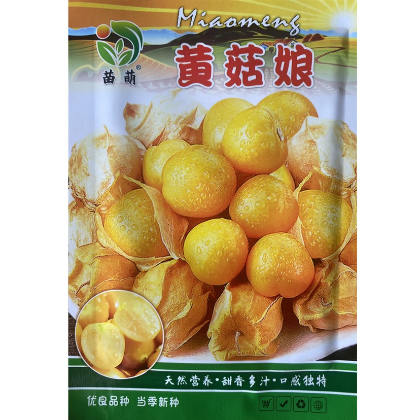 祁东县姑娘果种子黄菇娘种子东北菇娘果水果种子籽阳台种植