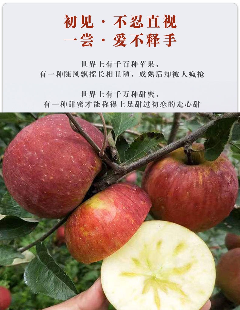 大凉山正宗丑苹果新鲜水果当季现摘四川盐源冰糖心红富士