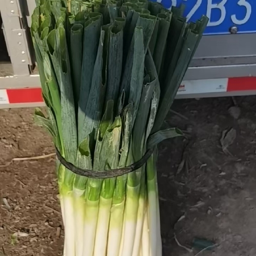 精品大葱
