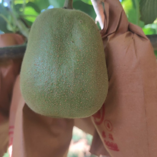 寻乌县红心猕猴桃出售，果园大量种植户