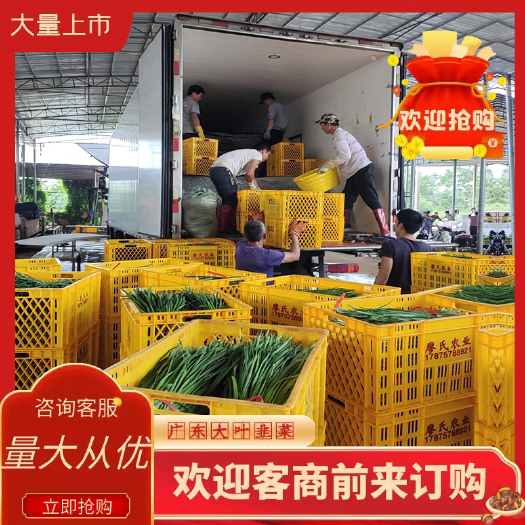 广东韭菜 长期供应大叶韭菜 质量保证 欢迎过来档口看货