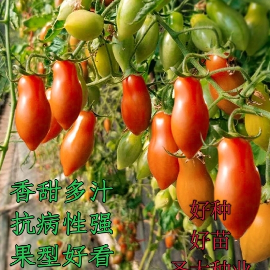 圣女果小番茄种子—红蜜99  东北红花生番茄种子
