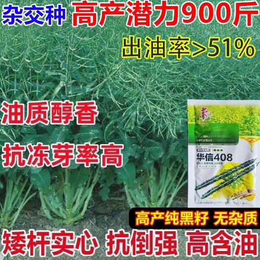 特大粒油菜籽种子矮秆高出油抗病铁杆抗倒油菜种子油菜花种子