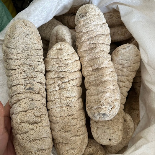象牙参 精选白皮象鼻参 肉厚皮薄猪婆参 深海大头海参干货