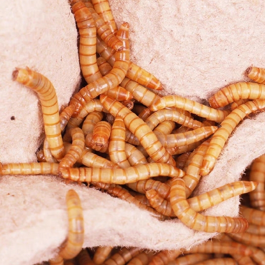 北京黄粉虫2-3cm