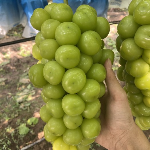 夏邑县阳光玫瑰精品葡萄