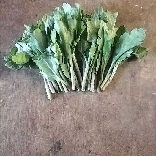 新沂市菊花苗批发 京城苗光玉苗 基地菊花苗批发 白菊苗黄菊苗