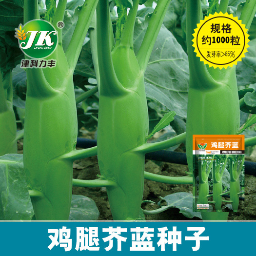 芥兰种子四季种植农田菜地耐高温嫩脆清香叶片肥厚芥蓝蔬菜籽
