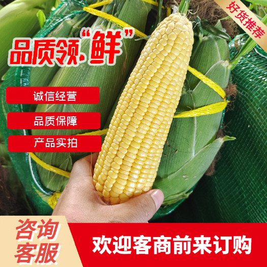 徐闻县广东水果玉米 太阳花 甜玉米大量供应电商超市 货源充足