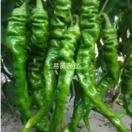 寿光市螺丝椒苗 全螺丝椒品种 早熟 基地直发 产量大 山东寿光