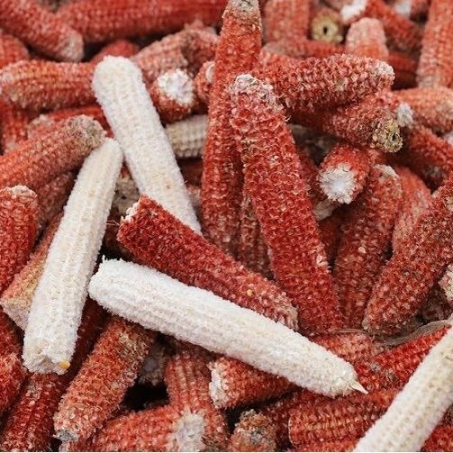漯河河南现掰玉米棒芯