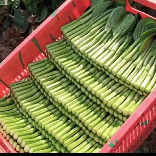 新丰县芥蓝