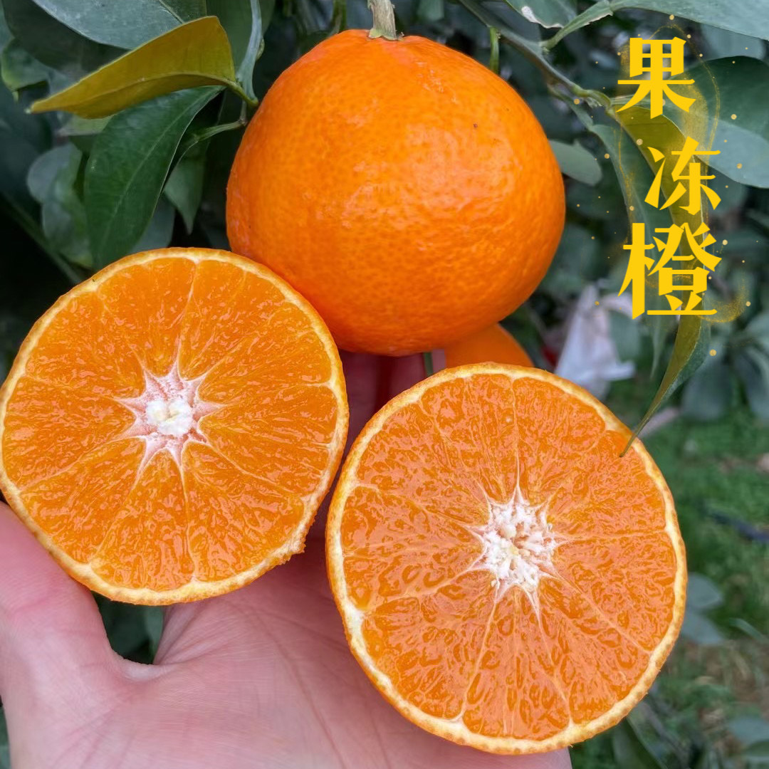 丹棱县四川爱媛果冻橙5斤新鲜橙子当季水果柑橘蜜桔非38号红美人包邮