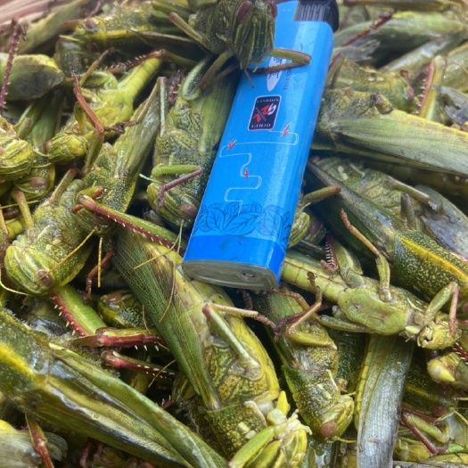 广州现货）棉蝗大蚂蚱，蹬倒山蚂蚱，统货速冻货，公母混合，广州发货